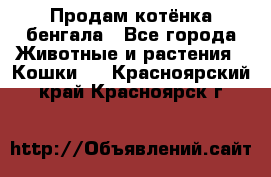 Продам котёнка бенгала - Все города Животные и растения » Кошки   . Красноярский край,Красноярск г.